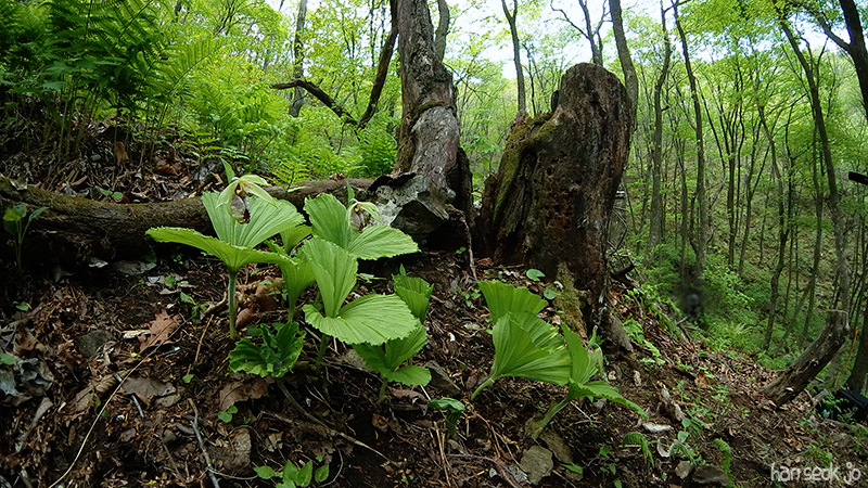 SAM_102_0195.jpg