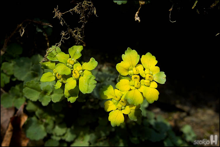 DSCF6894.jpg