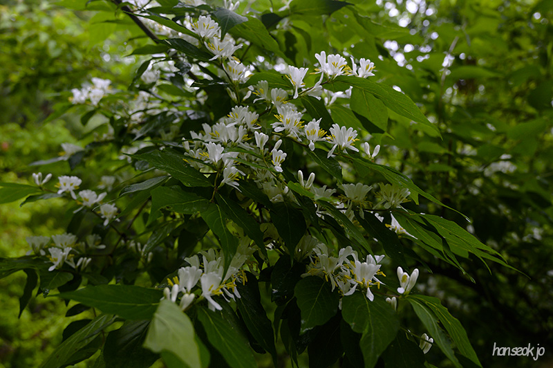 DSC_2594.jpg