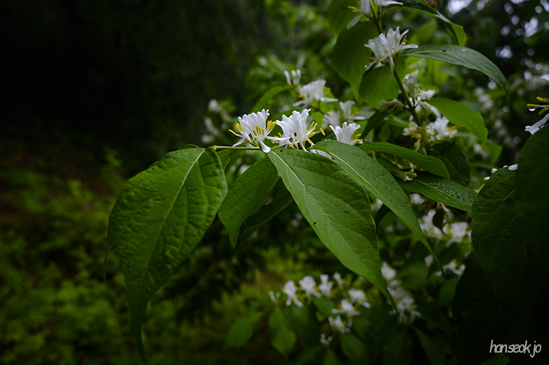 DSC_2597.jpg