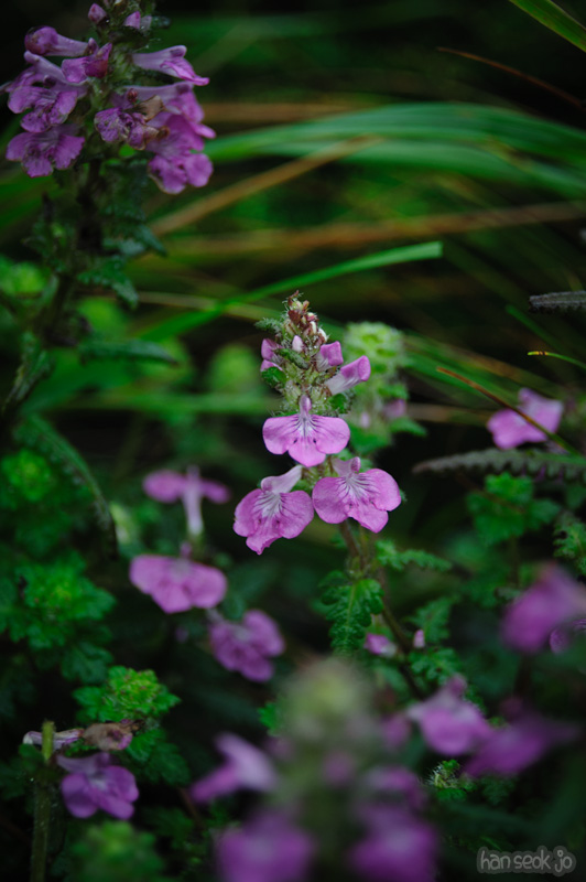 HSJ_0939.jpg