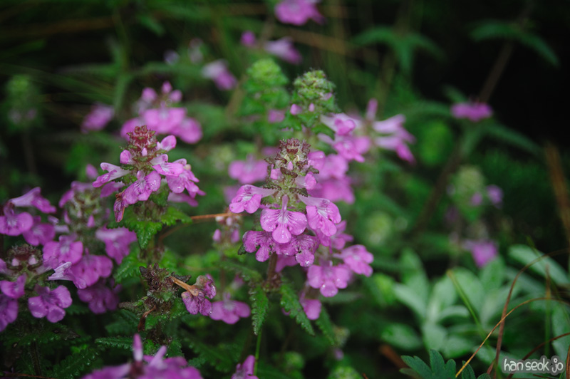 HSJ_0941.jpg
