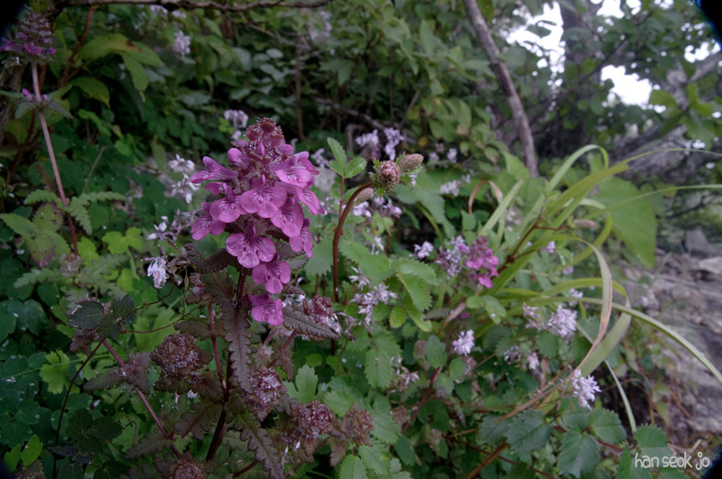 DSC_3440.jpg