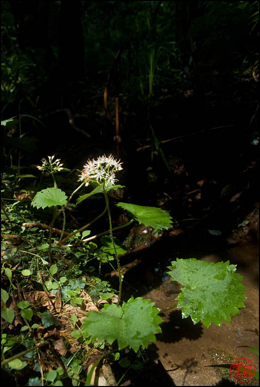 DSCF2454.jpg