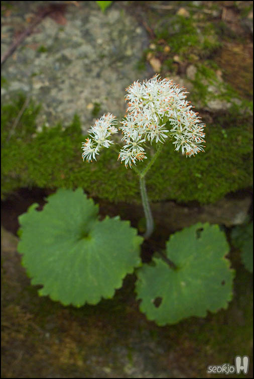DSCF7883.jpg