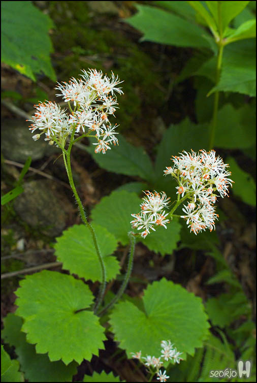 DSCF7884.jpg