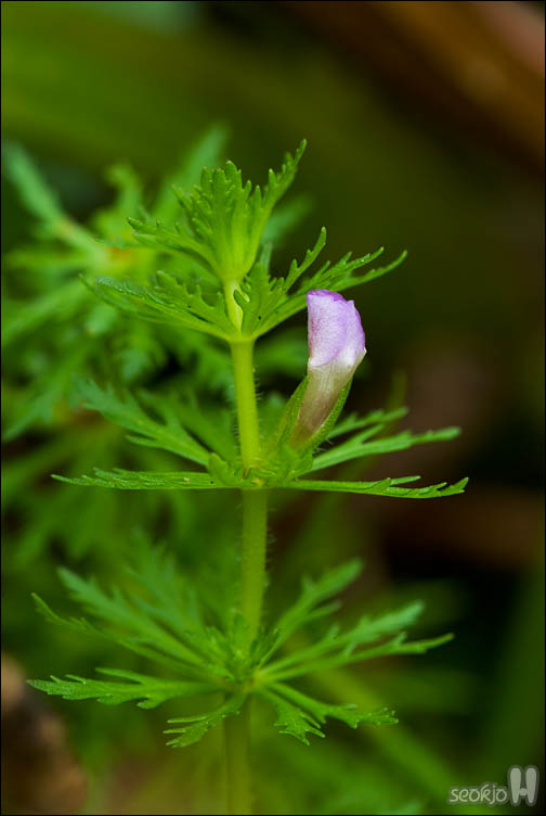 DSCF0734.jpg