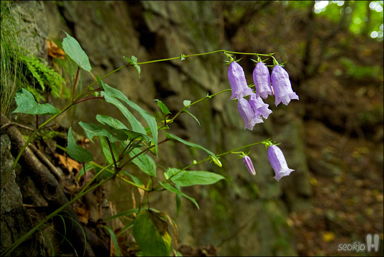 DSCF0451.jpg