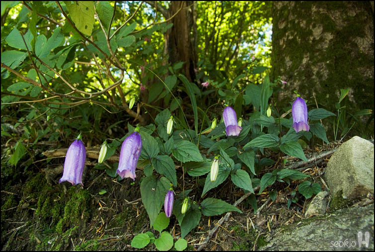 DSCF3324.jpg