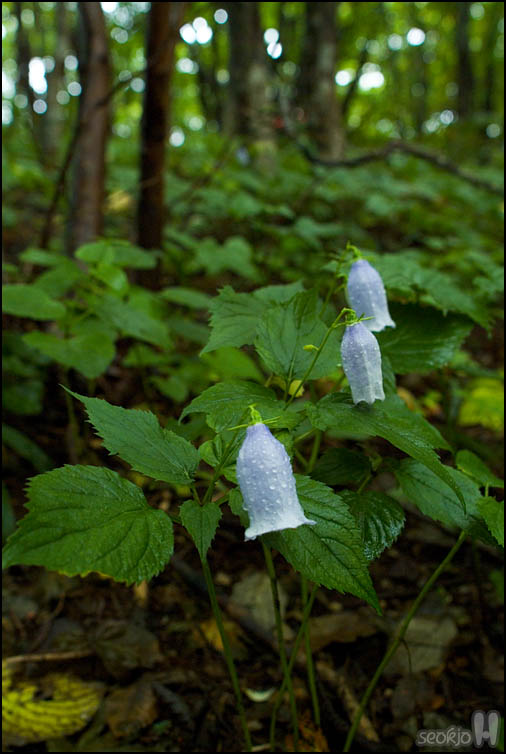 DSCF3517.jpg