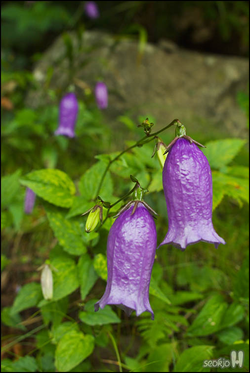 DSCF8726.jpg
