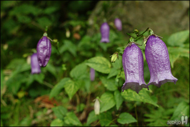 DSCF8754.jpg