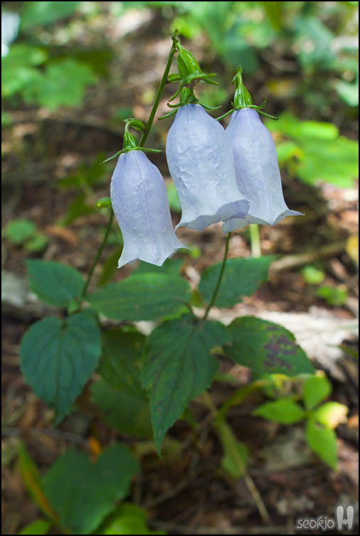 DSCF9206.jpg