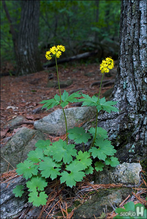 DSCF9505.jpg