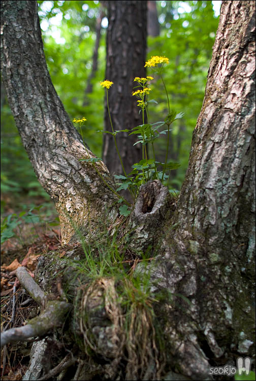 DSCF9519.jpg
