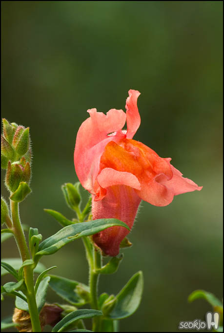 DSCF2731.jpg