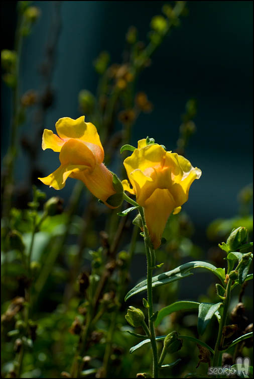 DSCF3660.jpg