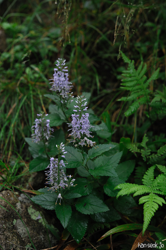 HSJ_4460.jpg