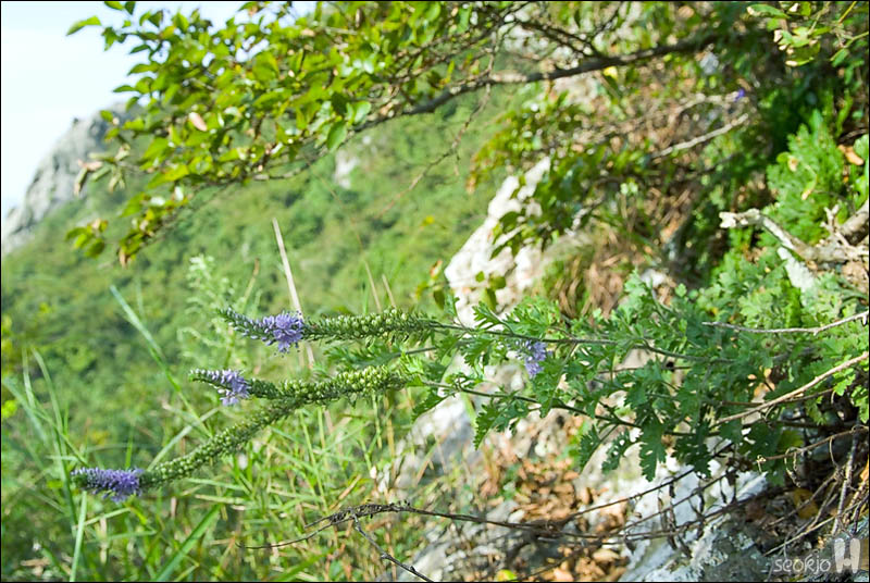 DSCF5457.jpg