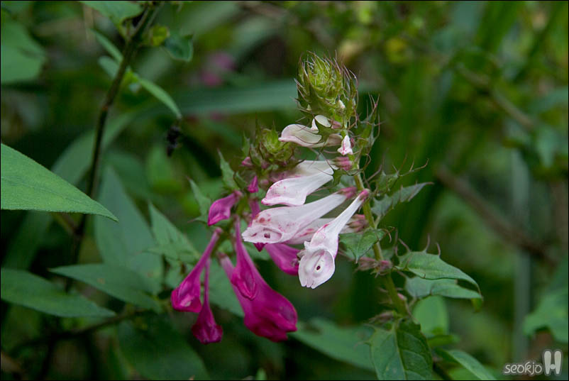 DSCF5450.jpg