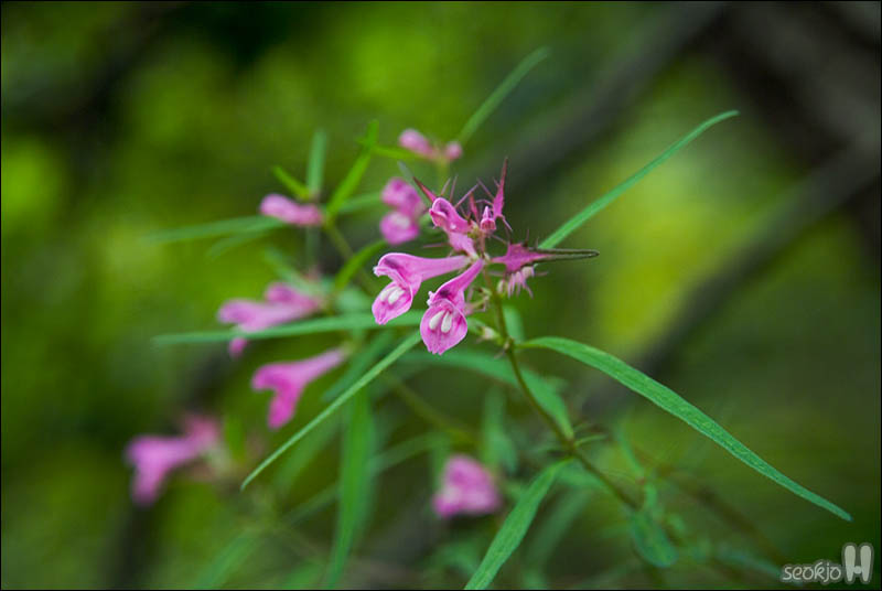 DSCF5723.jpg
