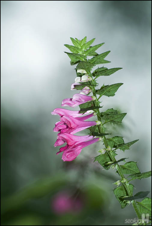 DSCF3115.jpg