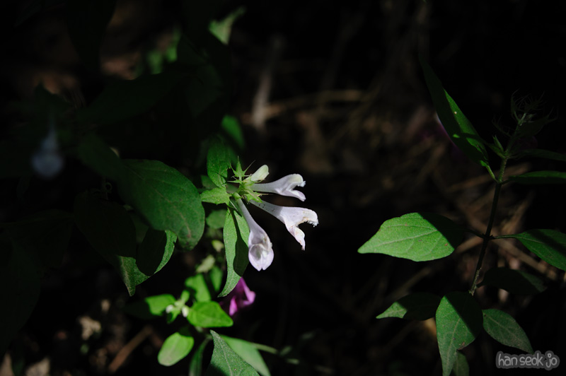 HSJ_1210.jpg