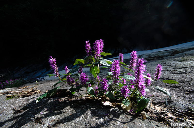 DSC_8533.jpg