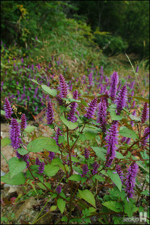 DSCF9617.jpg
