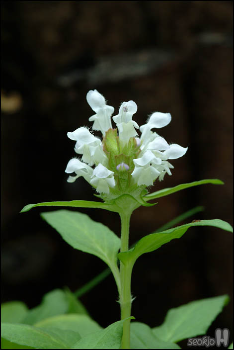 DSCF5944.jpg