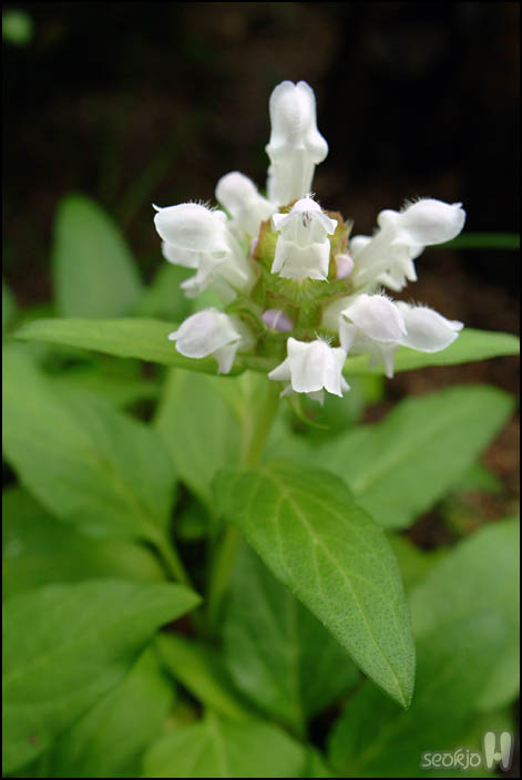 DSCF5954.jpg
