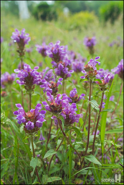 DSCF6870.jpg