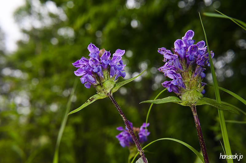 DSC_2684.jpg