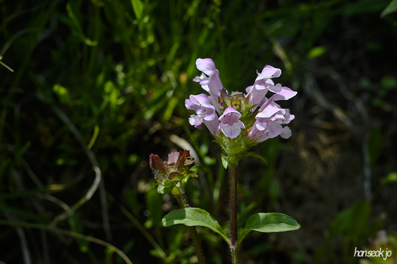 DSC_2719.jpg