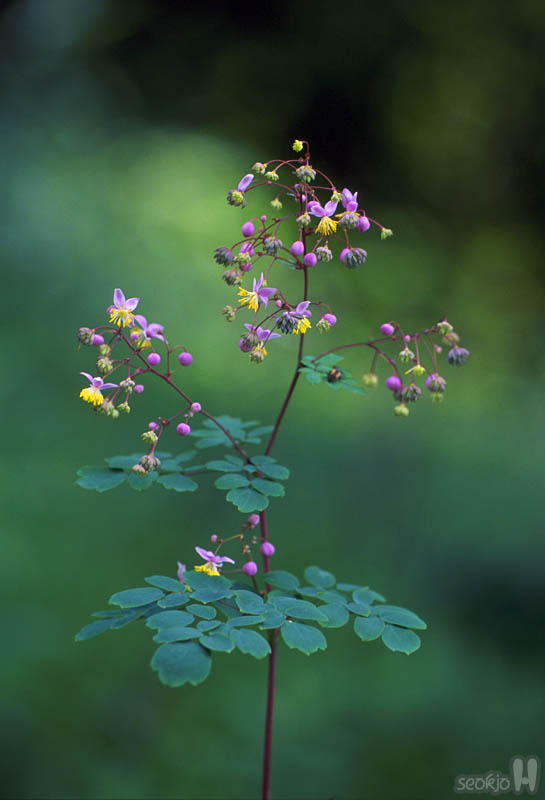 070731f.jpg