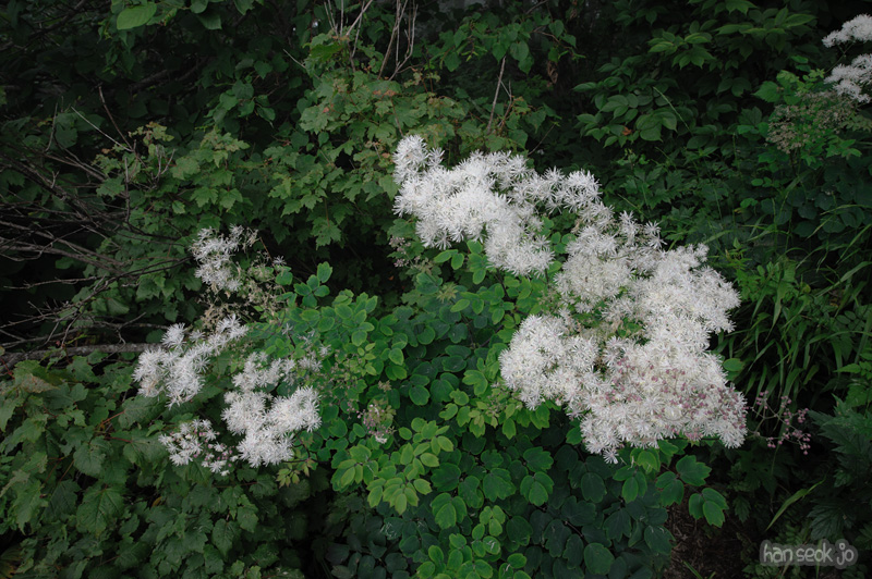 HSJ_2400.jpg