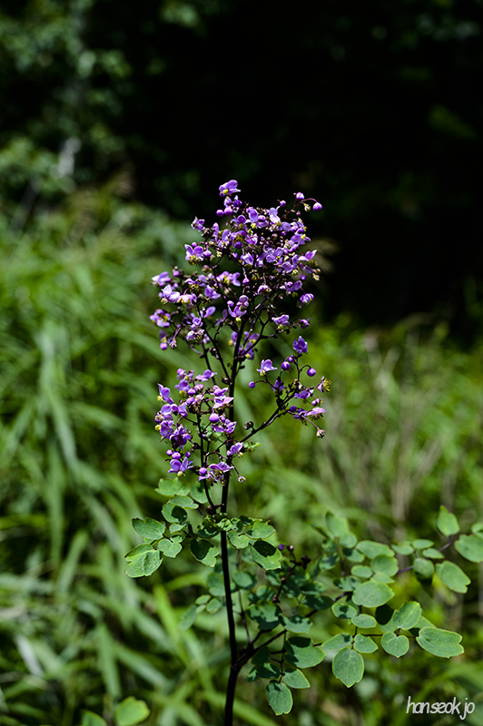 DSC_4318.jpg