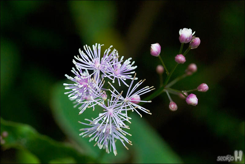 DSCF4675.jpg