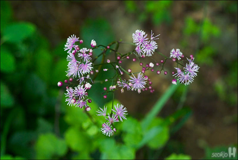 DSCF4677.jpg
