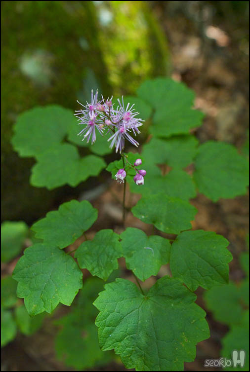 DSCF8518.jpg