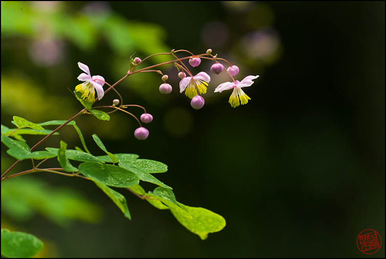 DSCF2673.jpg