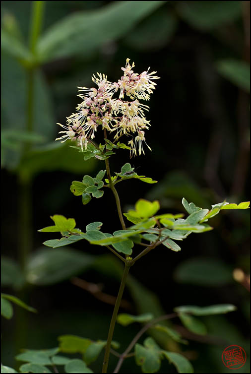 DSCF2605.jpg