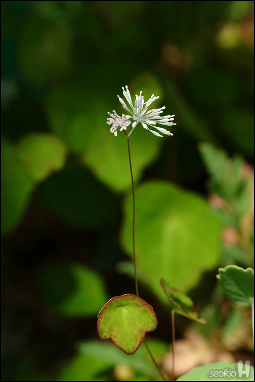 DSCF1142.jpg