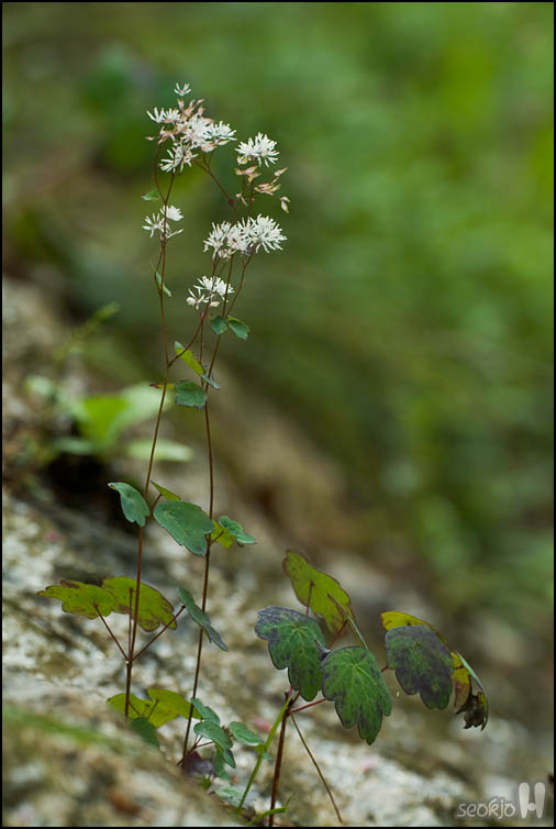 DSCF3251.jpg