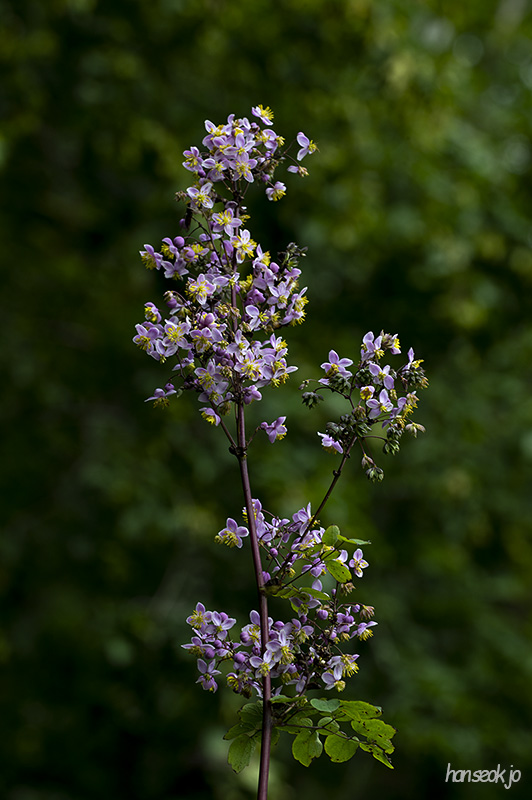 DSC_1273.jpg