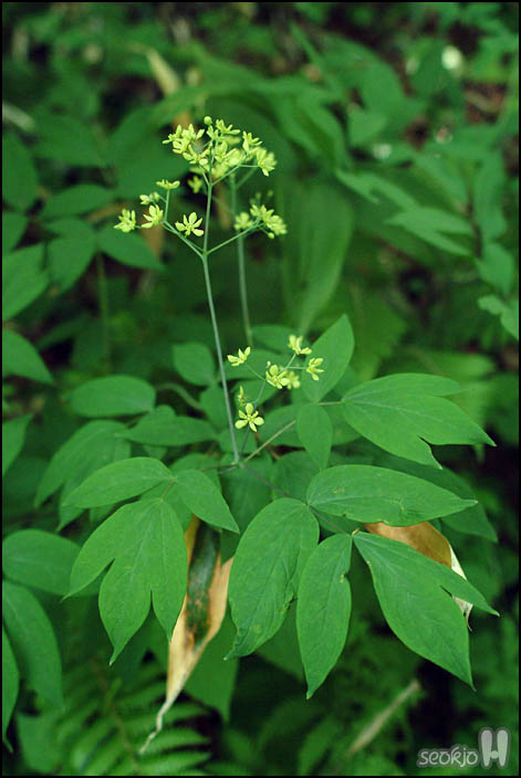 DSCF7070.jpg