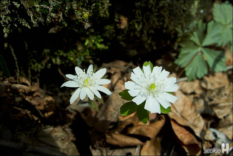 DSCF7063.jpg