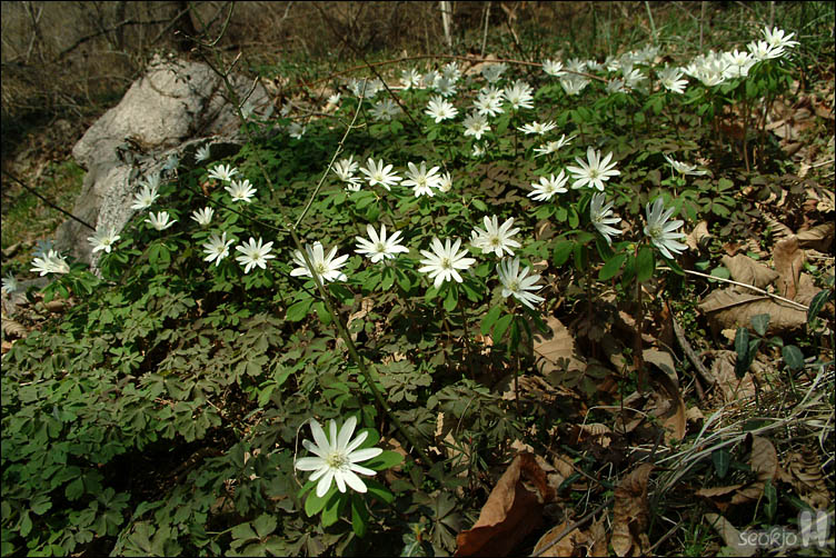 DSCF2315.jpg