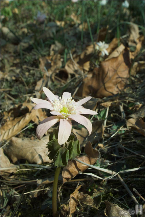 DSCF2163.jpg