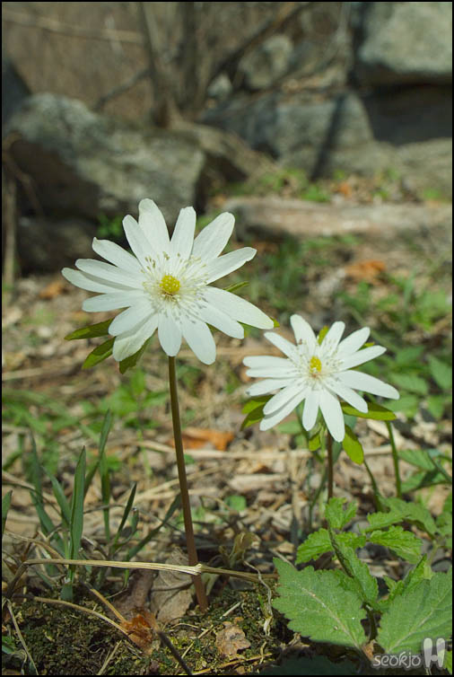 DSCF6067.jpg